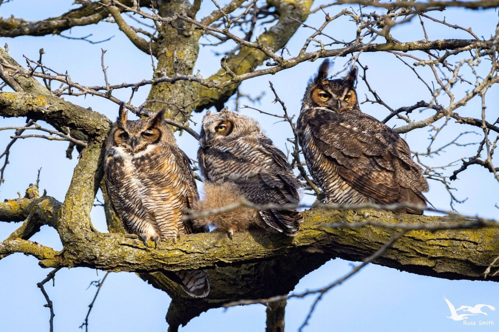 Let's take steps to control rats without killing owls, other urban wildlife - Vimarsana News