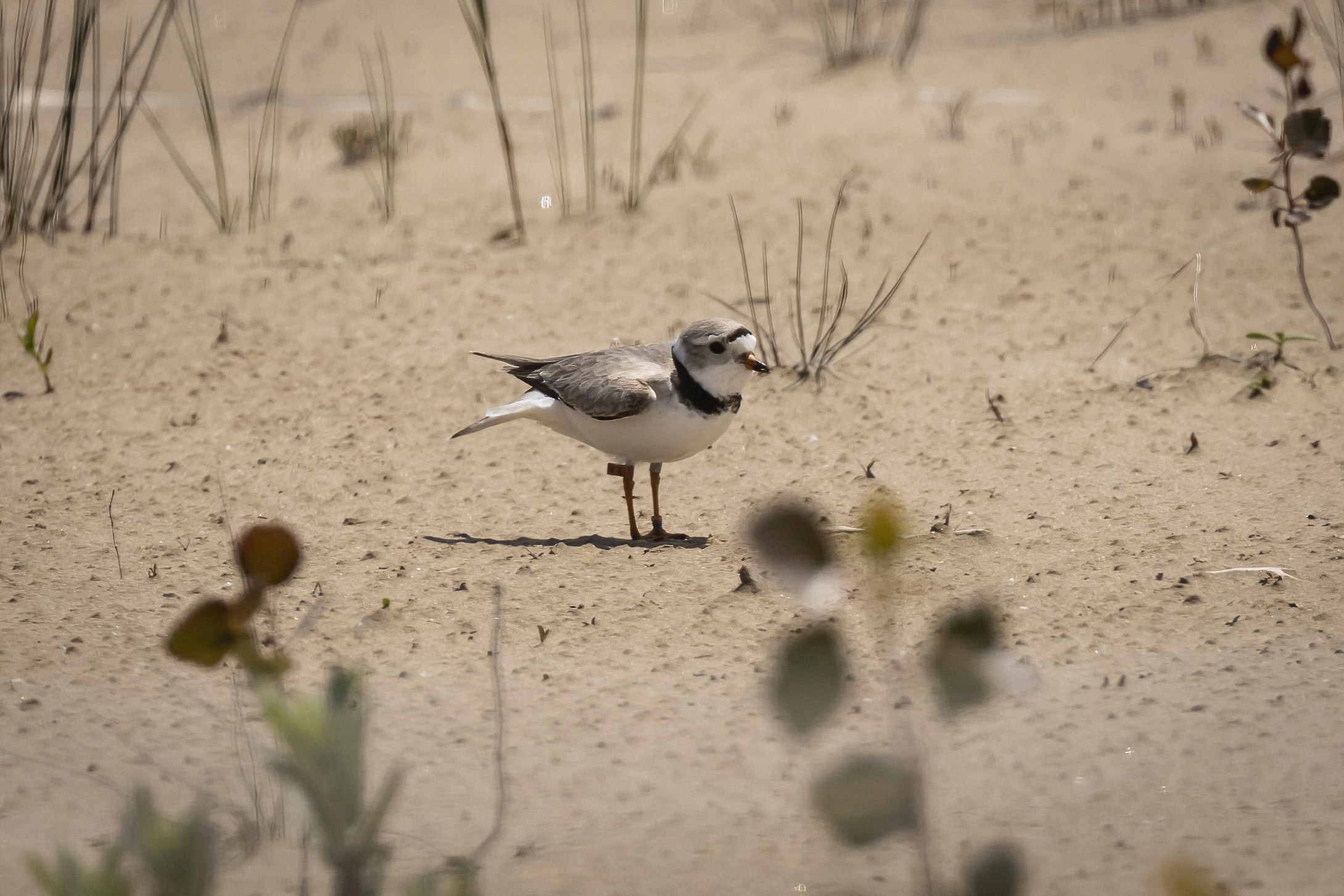 Could pair of plovers become lovebirds at Montrose Beach? - Vimarsana News