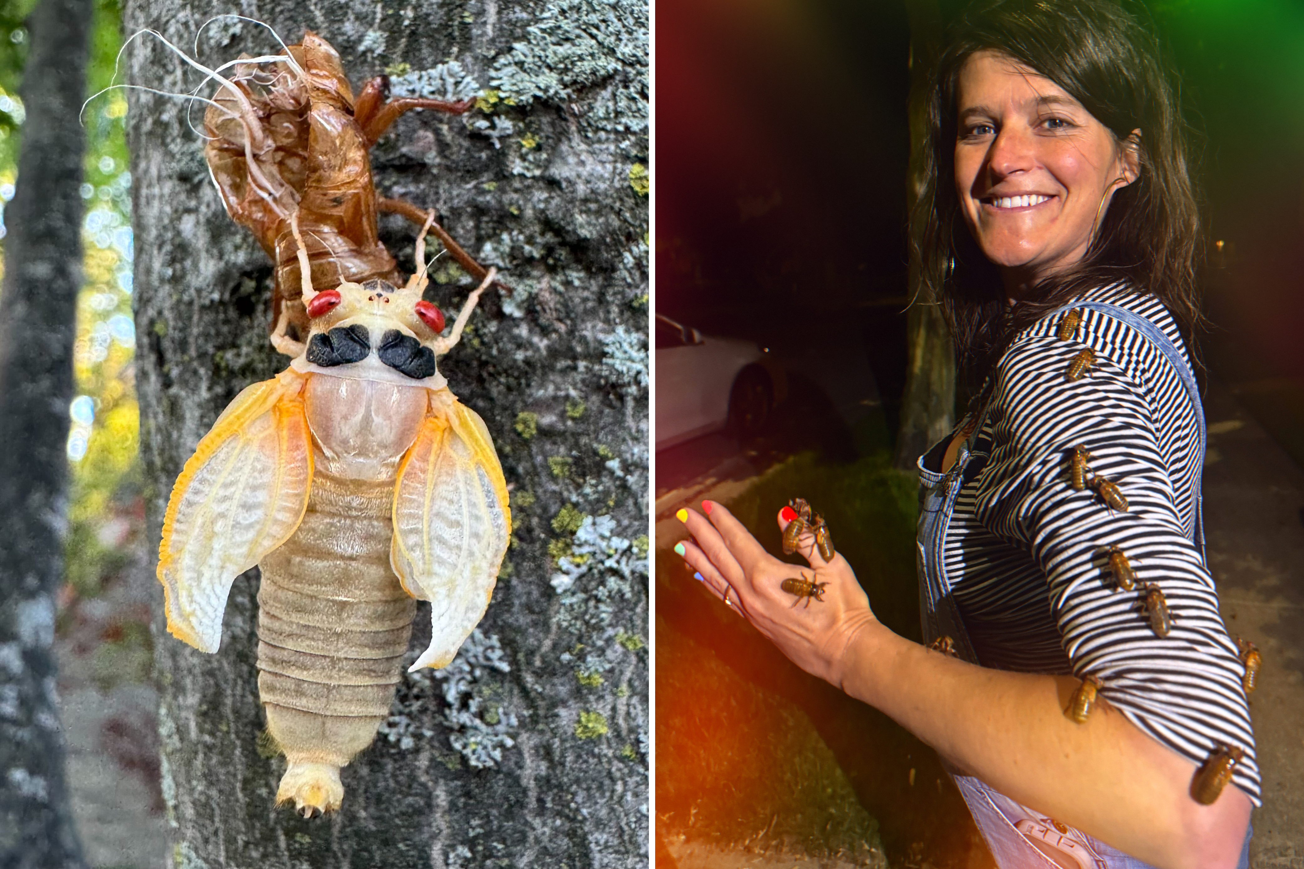 Watching cicadas emerge made me feel something special about my own species - Vimarsana News