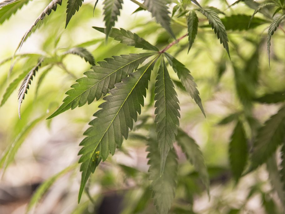 4/20 is Saturday: What you need to know for weed's 'high' holiday - Vimarsana News