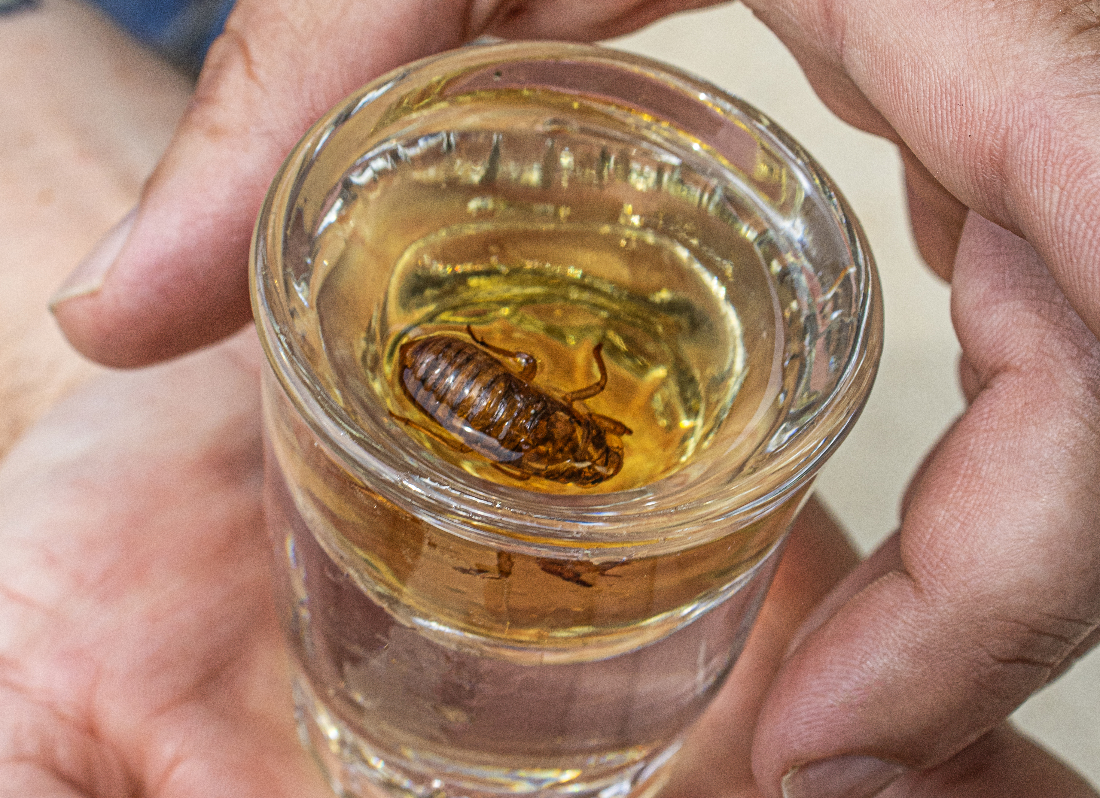 Cicada-infused Malört available at Lombard brewpub - Vimarsana News