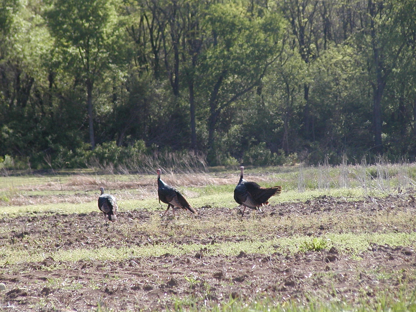 Chicago outdoors: Turkey flocks are among the notes - Vimarsana News