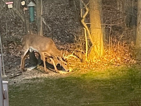 Chicago outdoors: A buck still holding antlers and dilly-dallying with pickerel - Vimarsana News