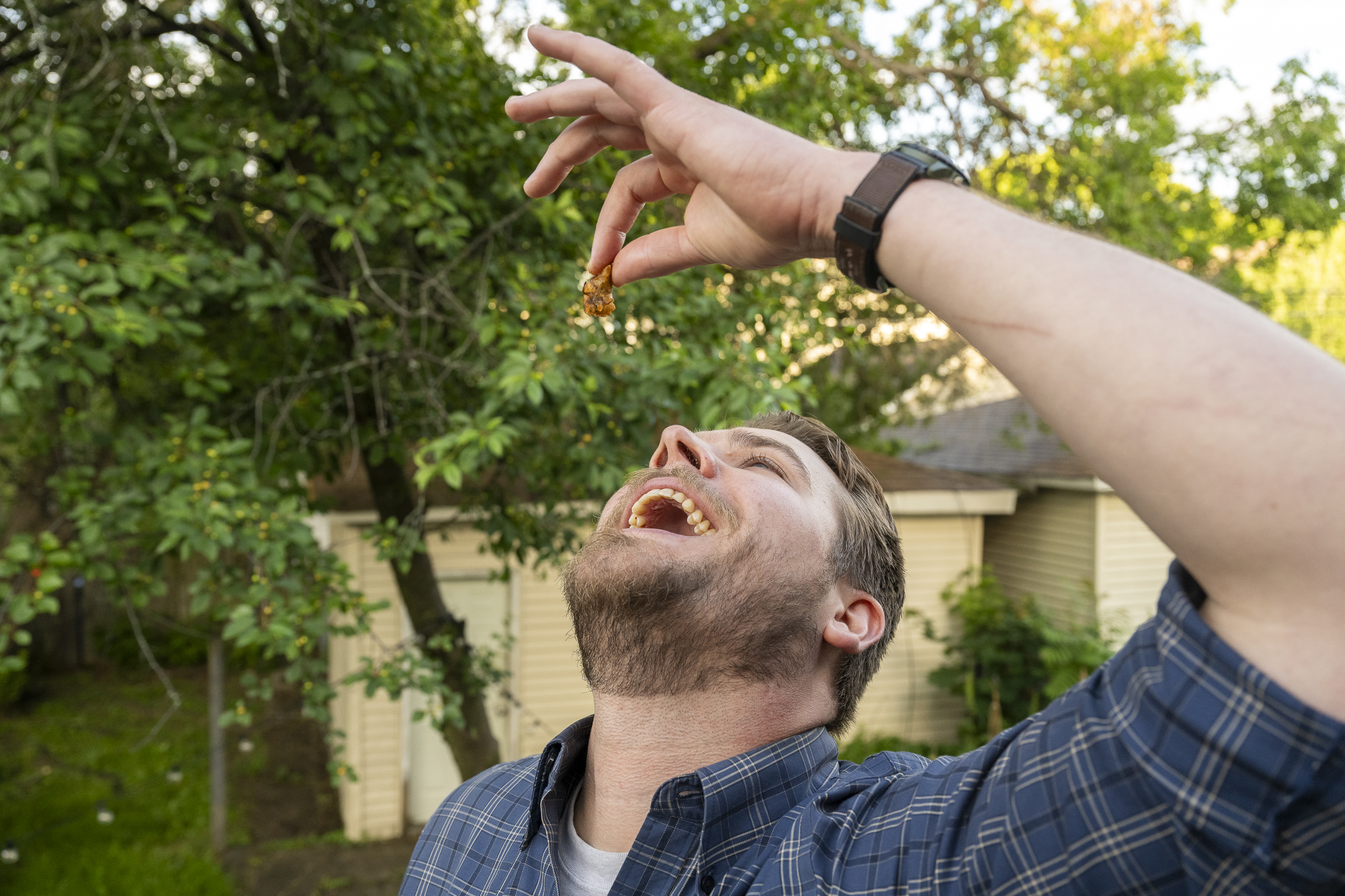 Locals indulge in cicada snacks — available every 17 years - Vimarsana News