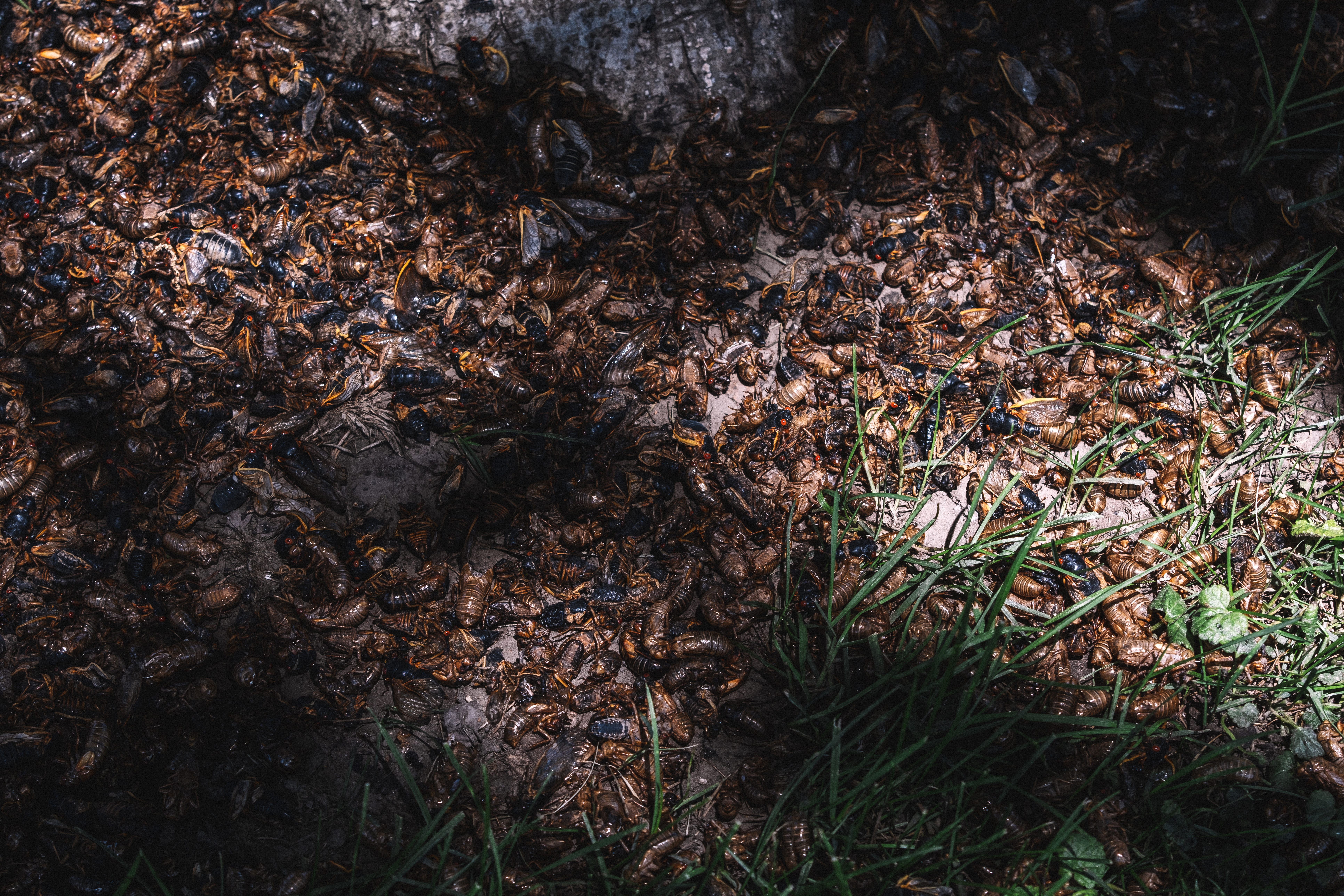 The buzz we're hearing from cicadas: Insects need our help - Vimarsana News