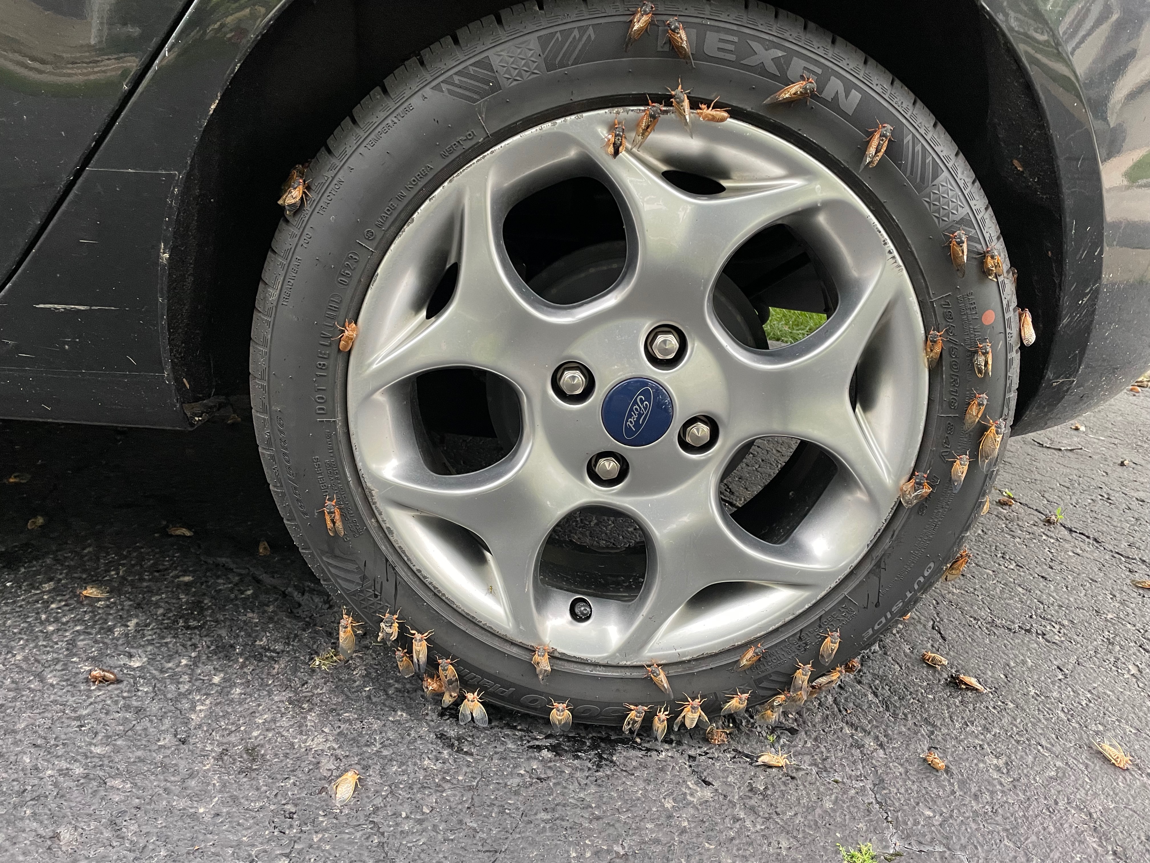 Cicada sex show says something about human life. It's not good - Vimarsana News