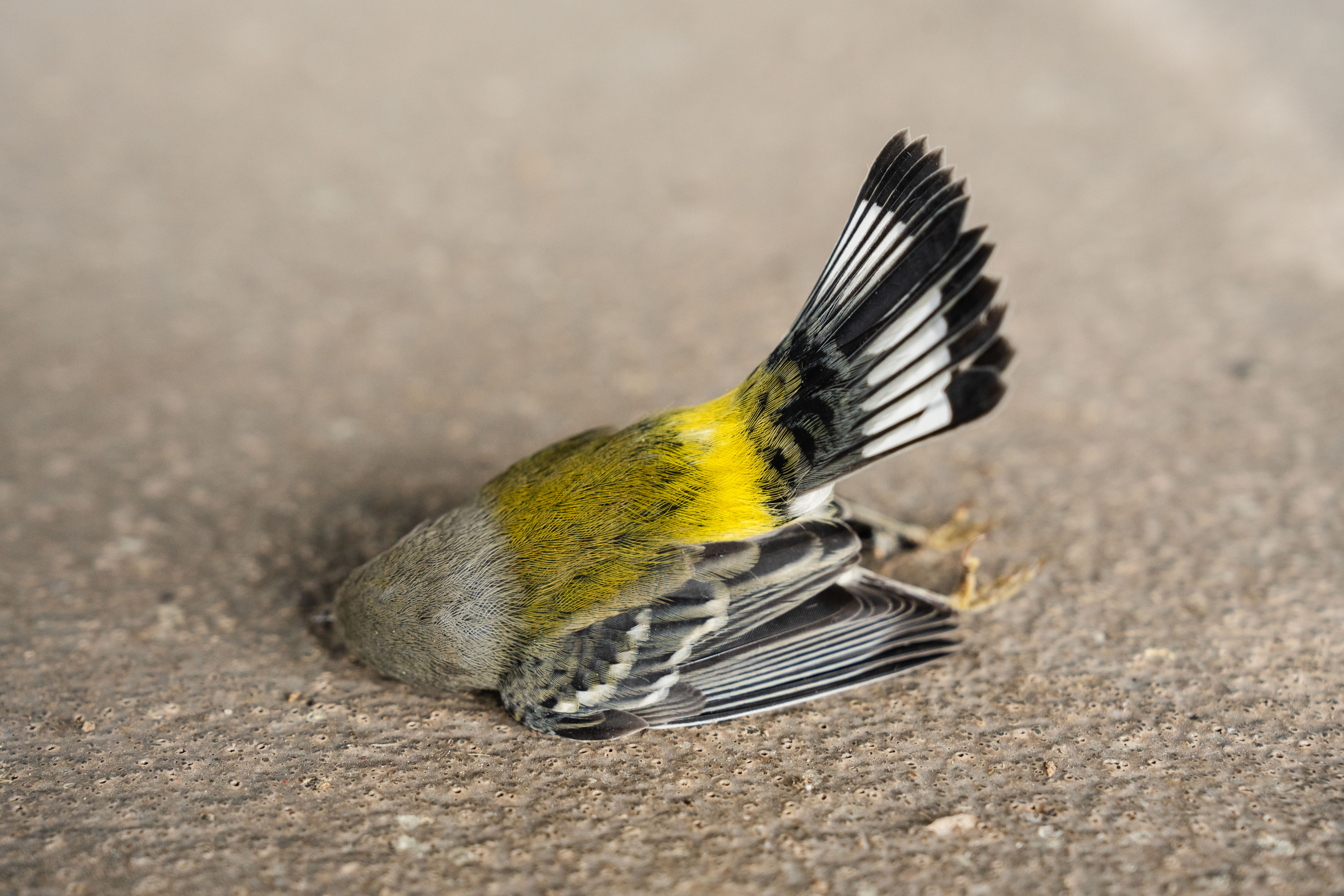 City's draft building standards don't do enough to protect migrating birds, advocates say - Vimarsana News